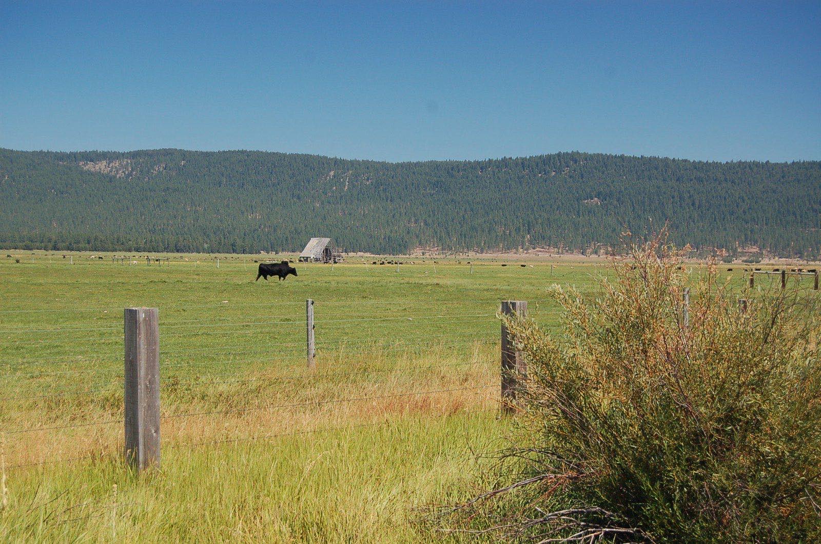 A black cow crosses a green pasture behind a barbed-wire fence near Fort Klamath, Oregon, with a forested ridge in the background