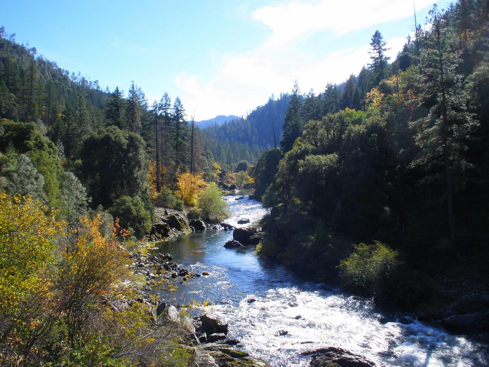 The Salmon River tumbling over rocks through a steep conifer canyon in northern California, with yellow fall foliage along the banks