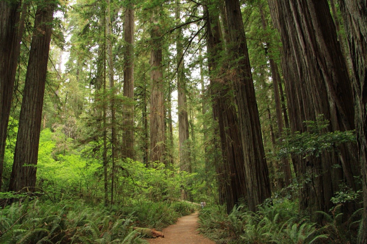 A dirt footpath winding between massive coast redwood trunks and fern understory in Stout Memorial Grove, Jedediah Smith Redwoods State Park
